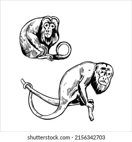 Hand-drawn monkeys of South America. Howler monkey (Alouatta).  Vector sketch  illustration.