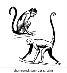 Hand-drawn monkeys of South America.  Spider monkey (Ateles fusciceps).Vector sketch  illustration.