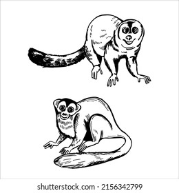 Hand-drawn monkeys of South America. Titi Monkey (Callicebus lucifer). Vector sketch  illustration.