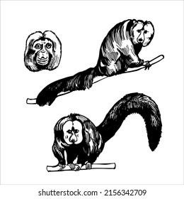 Hand-drawn monkeys of South America. White-faced Saki (Pithecia pithecia). Vector sketch  illustration.
