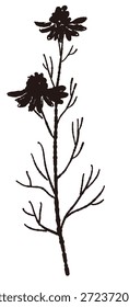 Ilustrações monocromáticas de camomila desenhadas à mão (molduras, coroas, padrões, etc.)