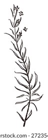 Ilustrações monocromáticas desenhadas à mão de rosmaninho (molduras, coroas, padrões, etc.)