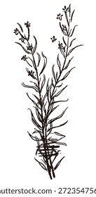 Ilustrações monocromáticas desenhadas à mão de rosmaninho (molduras, coroas, padrões, etc.)