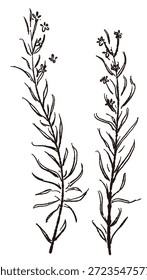 Ilustrações monocromáticas desenhadas à mão de rosmaninho (molduras, coroas, padrões, etc.)