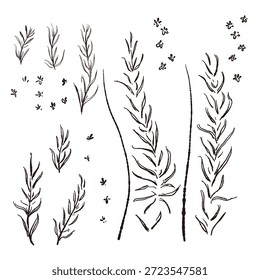 Ilustrações monocromáticas desenhadas à mão de rosmaninho (molduras, coroas, padrões, etc.)