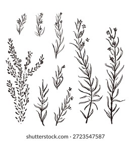 Ilustrações monocromáticas desenhadas à mão de rosmaninho (molduras, coroas, padrões, etc.)