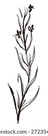 Ilustrações monocromáticas desenhadas à mão de rosmaninho (molduras, coroas, padrões, etc.)