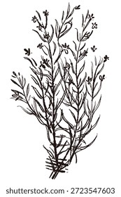 Ilustrações monocromáticas desenhadas à mão de rosmaninho (molduras, coroas, padrões, etc.)