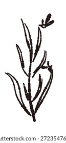 Ilustrações monocromáticas desenhadas à mão de rosmaninho (molduras, coroas, padrões, etc.)