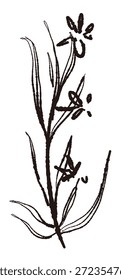Hand-drawn monochrome illustrations of rosemary (frames, wreaths, patterns, etc.)