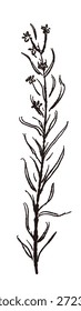 Ilustrações monocromáticas desenhadas à mão de rosmaninho (molduras, coroas, padrões, etc.)