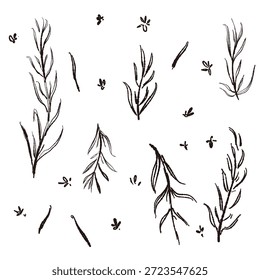 Ilustrações monocromáticas desenhadas à mão de rosmaninho (molduras, coroas, padrões, etc.)