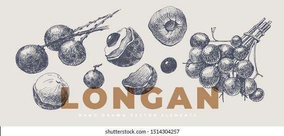 Hand-drawn monochrome longan on a light isolated background. Natural fruits, cut and whole. Can be used for restaurant menu design and cosmetics design. Vector vintage illustration.