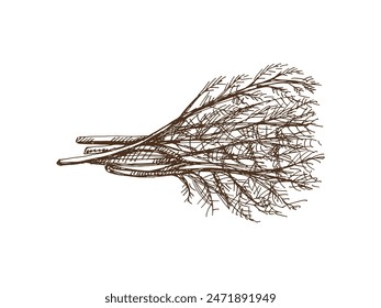 Hand-drawn monochrome vector sketch of a bunch of greens, dill. Doodle vintage illustration. Decorations for the menu of cafes and labels. Engraved image.	