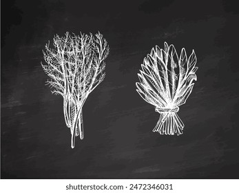 Dibujado a mano boceto de Vector monocromo de un montón de verdes, espinacas, eneldo. Ilustración vintage de Doodle. Decoraciones para el menú de cafés y etiquetas. Imagen grabada sobre fondo de pizarra.   