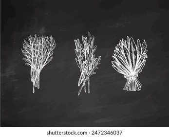 Hand-drawn monochrome vector sketch of a bunch of greens, arugula, spinach, dill. Doodle vintage illustration. Decorations for the menu of cafes and labels. Engraved image on chalkboard background.