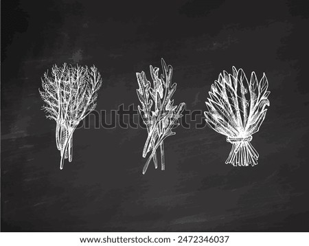 Hand-drawn monochrome vector sketch of a bunch of greens, arugula, spinach, dill. Doodle vintage illustration. Decorations for the menu of cafes and labels. Engraved image on chalkboard background.
