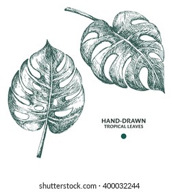 Hand-drawn monstera leaves. Engraving style tropical plants.