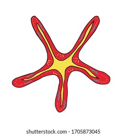 Hand-drawn multi-colored vector starfish. Sea bright doodle illustration. Ornamental starfish with patterns. Decorative element for design