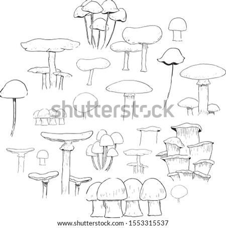 Handdrawn mushroom illustration. Nature elements. 