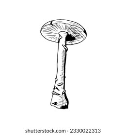 Hand-drawn mushroom. Vector illustration. Isolated object on a white background.