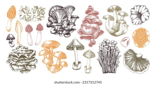 Hand-drawn mushrooms collection in color. Edible fungus sketches. Fungal protein, mycoprotein source, plant-based food, vegetarian product. Vector illustrations for packaging, menu, banners