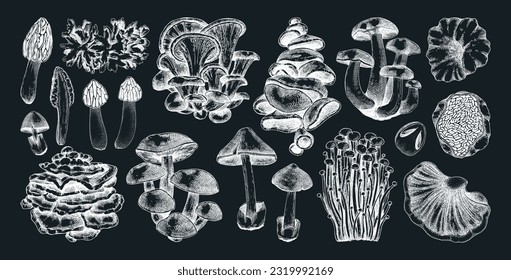 Hand-drawn mushrooms on chalkboard. Edible fungus sketches. Fungal protein, mycoprotein source, plant-based food, vegetarian product. Vector illustrations for packaging, menu, banner