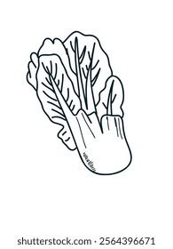 Hand-drawn napa cabbage in cartoon style