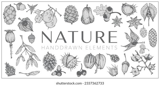 Handdrawn nature elements, Botanical drawings