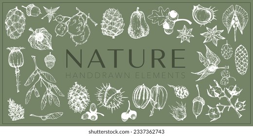 Handdrawn nature elements, Botanical drawings