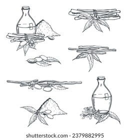 Handgezeichneter Neem-Baum, Nim, Margosa, Chinin, heiliger Baum, indischer Margosa-Baum, Stolz auf Porzellan, siamesischer Nem-Baum (Azadirachta indica). Neem Zweige und Öl. Vektorgrafik-Illustration.