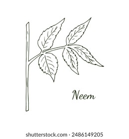 Hand-drawn neem twig. Branch of the neem tree Azadirachta indica or Indian lilac. Botanical illustration isolated on white.