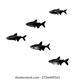Hand-drawn Neon Tetra fish vector illustration in a minimalist black silhouette style, inspired by vintage engraving and natural history art. 