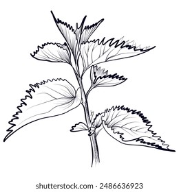 hand-drawn nettle plants vector illustration