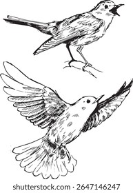 Pássaro Rouxinol desenhado à mão - Poses voadoras e empoleiradas - Arte de tinta vintage.
Um pássaro gracioso mostrado no meio do voo e descansando em um galho, renderizado em linha de trabalho em negrito.