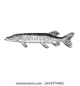 Hand-drawn Northern pike (Esox lucius).Black and white. Vector sketch of a fish isolated on a white background.