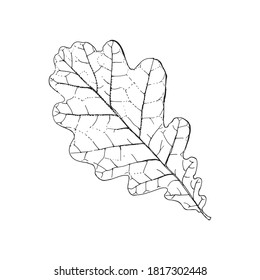 Hand-Drawn Oak Leaf Lineart. Isolated on white background. Vector illustration for banner, poster, card, print, web.
