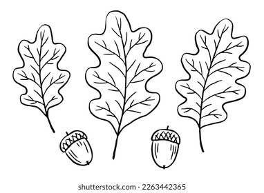 Hand-drawn oak leaves and acorns