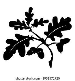 Hand-drawn oak leaves and acorns drawing isolated on white background. Vector flat botanical illustration. Design for card, pattern, textile