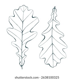 Hand-drawn oak leaves isolated on white background. Line style vector illustration.

