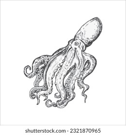 Handdrawn octopus illustration, octopus drawing, artwork, sushi, fish, design, sea animal