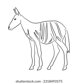 Okapi dibujado a mano. Esbozar ilustración vectorial. 