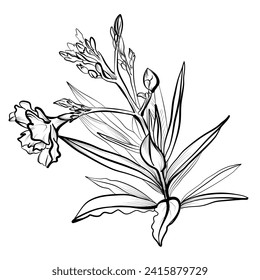 hand-drawn oleander flower vector illustration