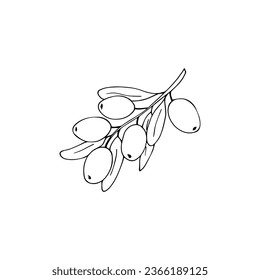 Hand-drawn olive branch with leaves and fruits. isolated vector illustration