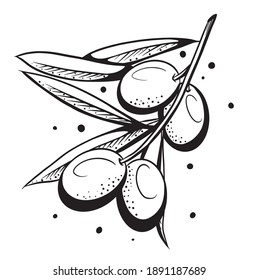 Hand-drawn olive branch. Sprig with leaves and olives. Line drawing. Vector illustration.