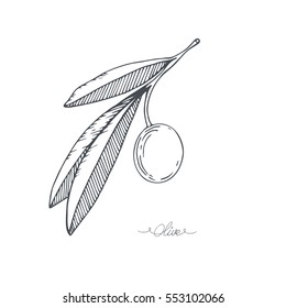 Hand-drawn olive branch. Vector sketch illustration.