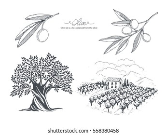 Hand-drawn olive collection. Tree, branch and olive field. Vector sketch illustration  
