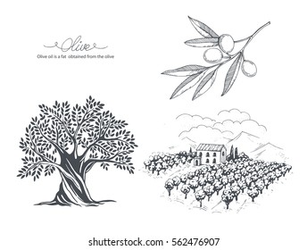 Hand-drawn olive collection. Tree, branch and olive field. Vector sketch illustration  