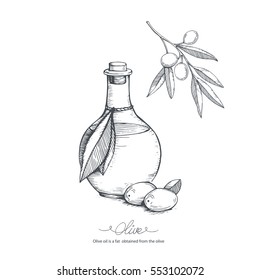 Hand-drawn olive oil and olive branch. Vector sketch illustration. 
