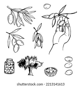 Hand-drawn olive set. Branch with olives, fruits of olives, picking olives.  Vector sketch  illustration.